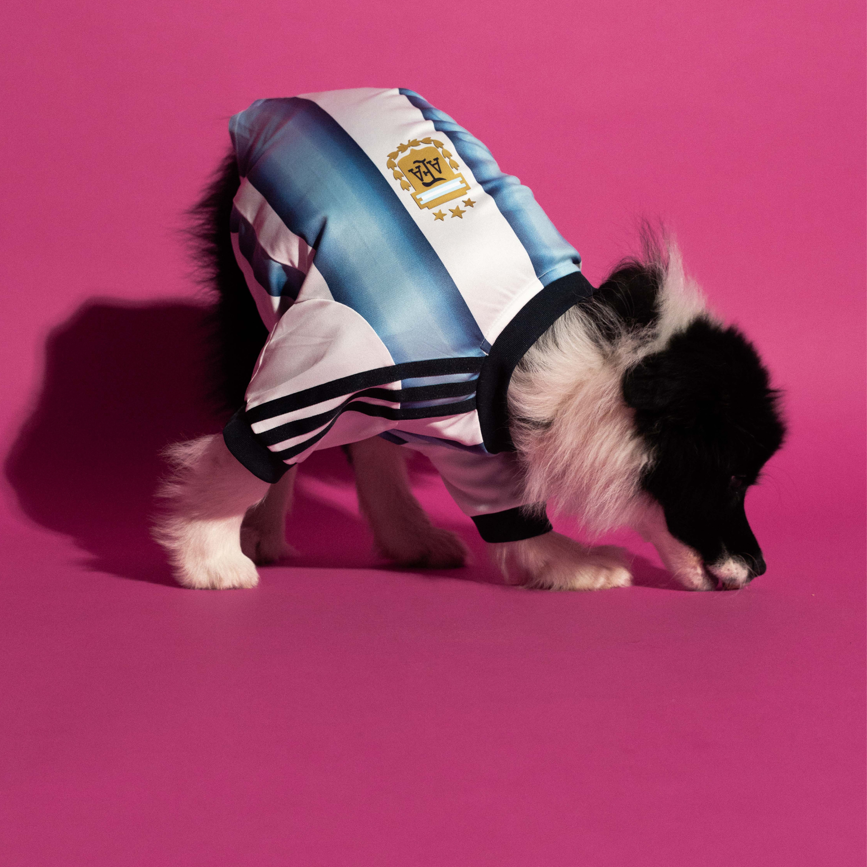 adidas Pet Jersey Argentina